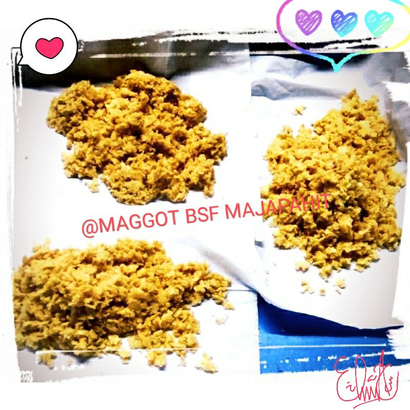 TELUR MAGGOT BSF