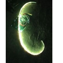 LAMPU LED BAGASI 12 VOLT 120CM 60 LED