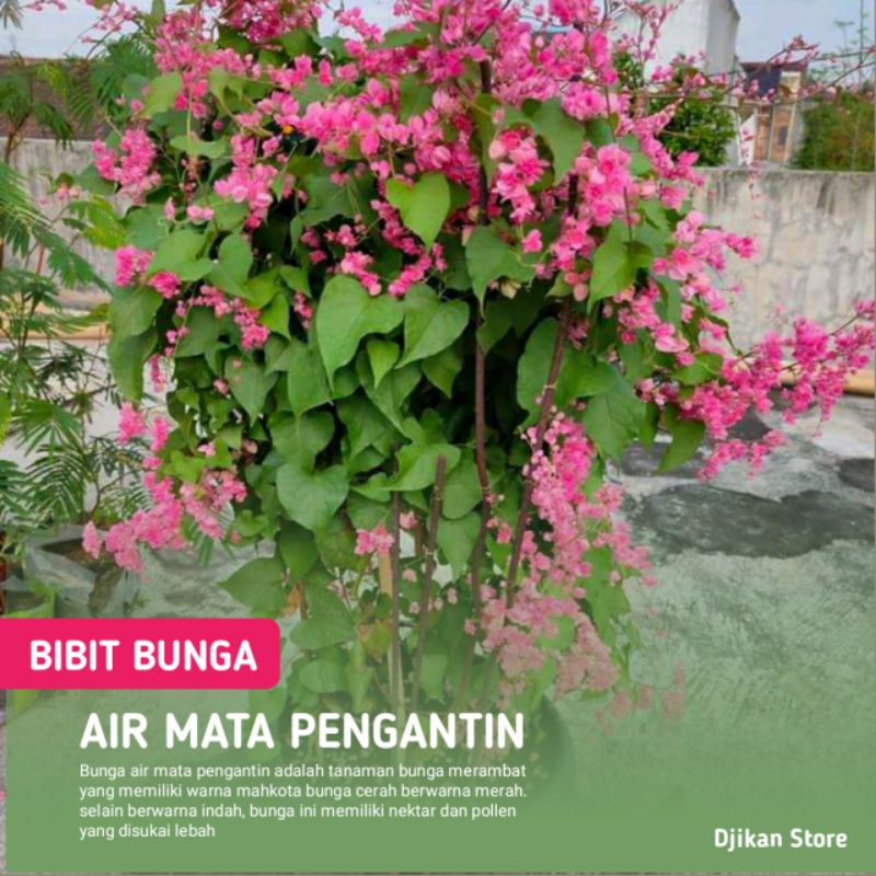 Bibit Bunga Air Mata Pengantin (AMP) tinggi 10 - 20 cm