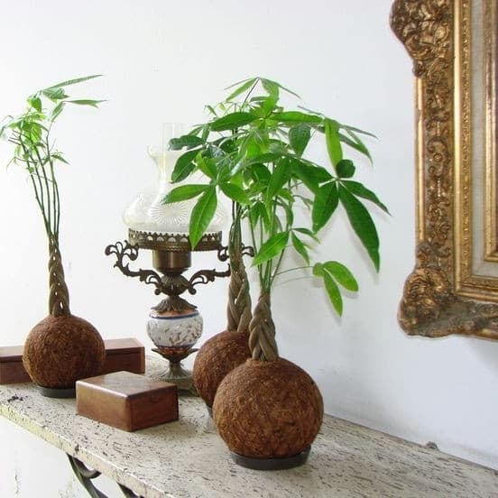 Vivaterra - Pachira Money Tree Pohon Uang Kepang 5 (Pachira Aquatica)