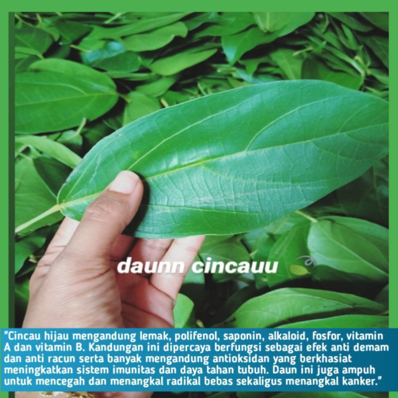 

cincau serat organik