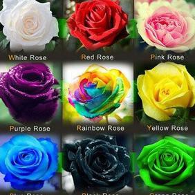 BIBIT MAWAR PAKET 9 WARNA BENIH BUNGA IMPORT wangi