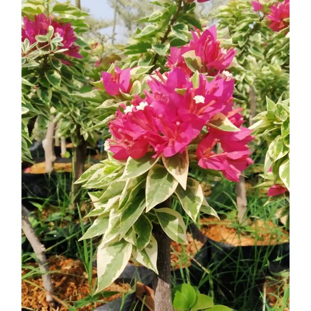 Bunga bougenville singapore variegata