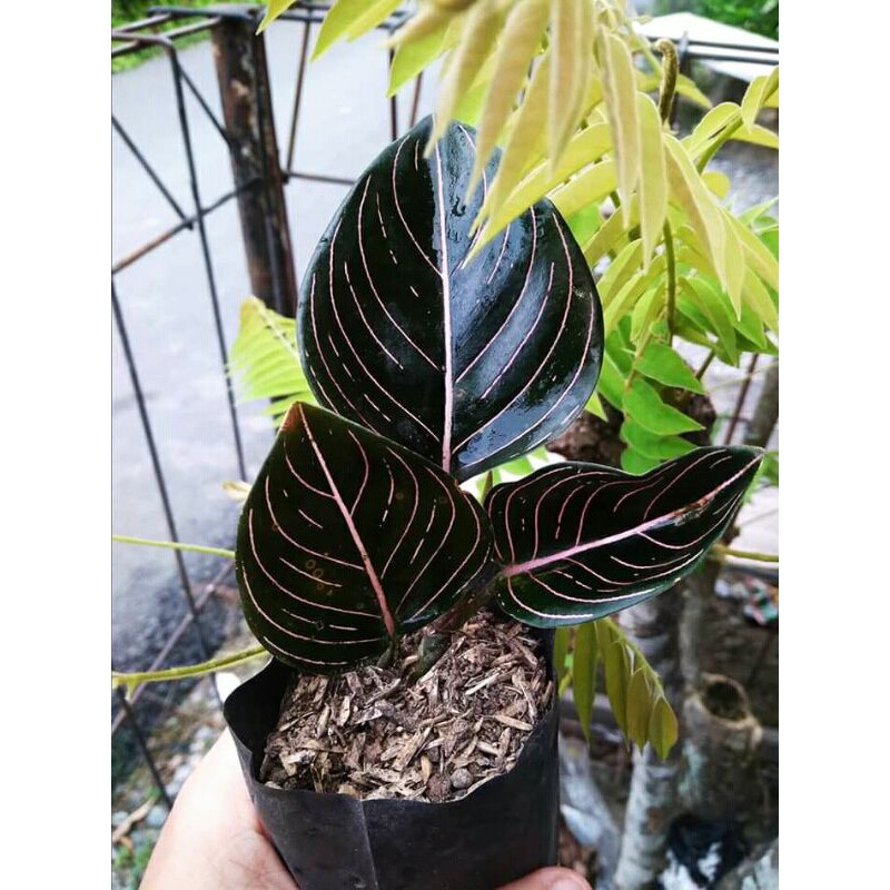 aglonema rotundum aceh - rotundum aceh