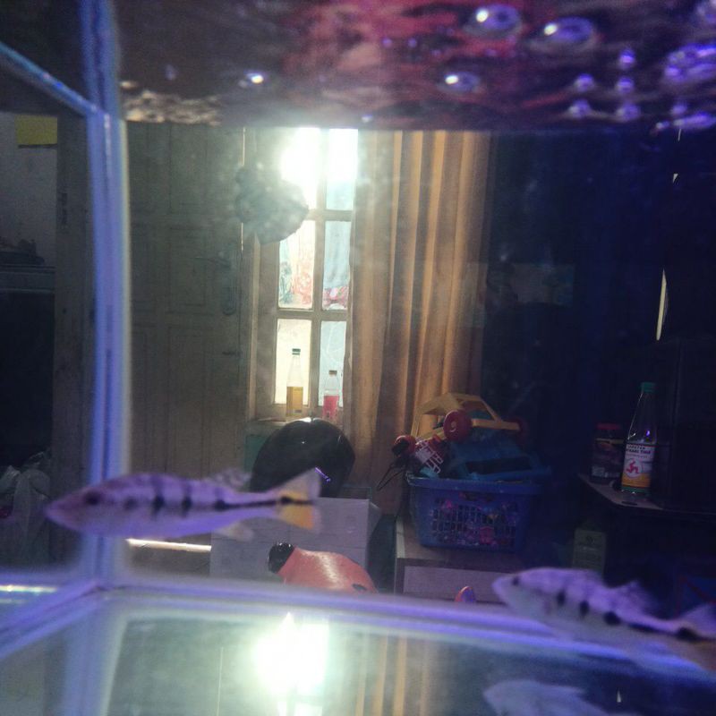 Ikan peacock bass mono