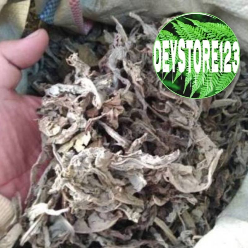 

JUAL DAUN TEMPUYUNG KERING PER BUNGKUS