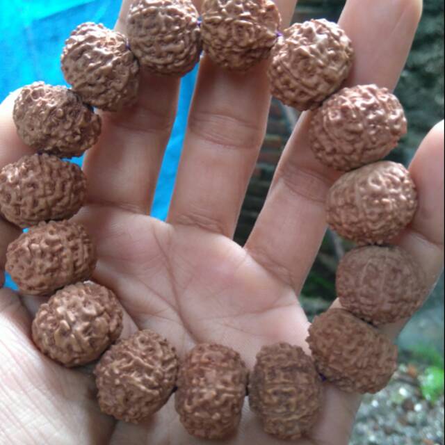 Jenitri mukhi 10 rudraksha