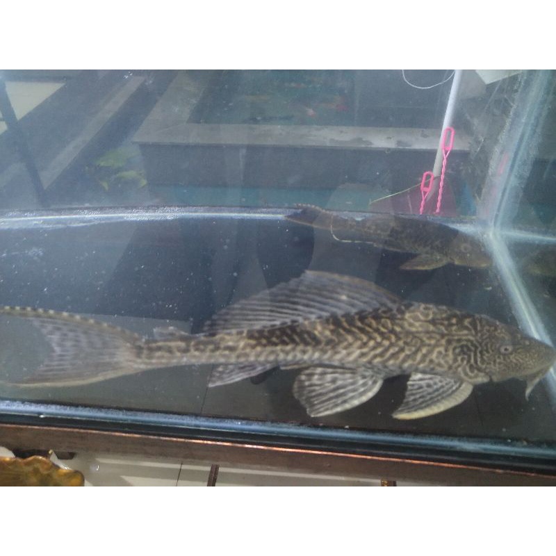 Ikan Sapu Sapu Jumbo