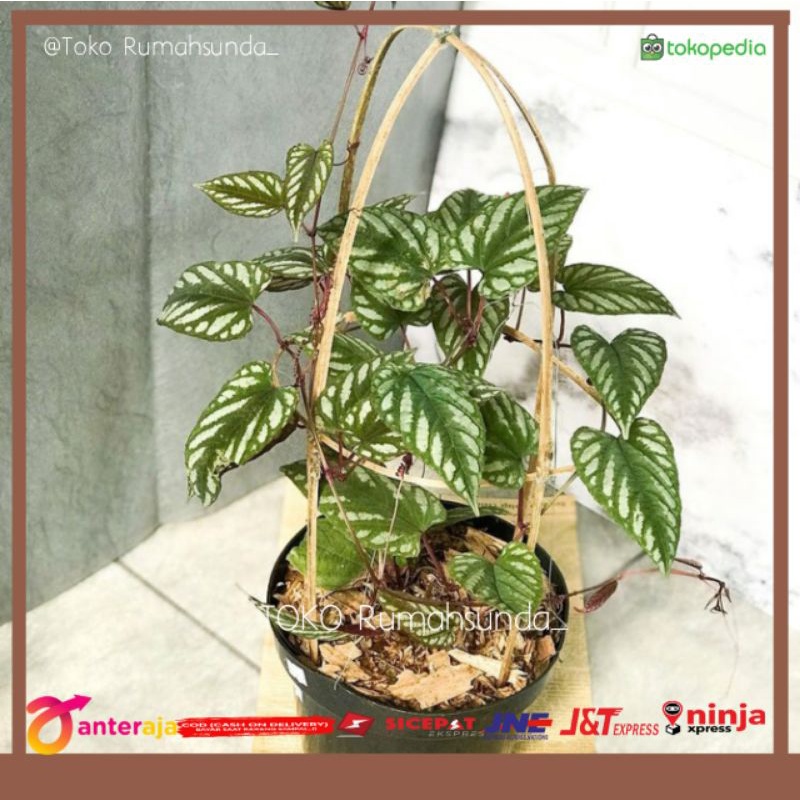 TANAMAN HIAS SIRIH KERATON - SIRIH MERAH - SIRIH RAJA
