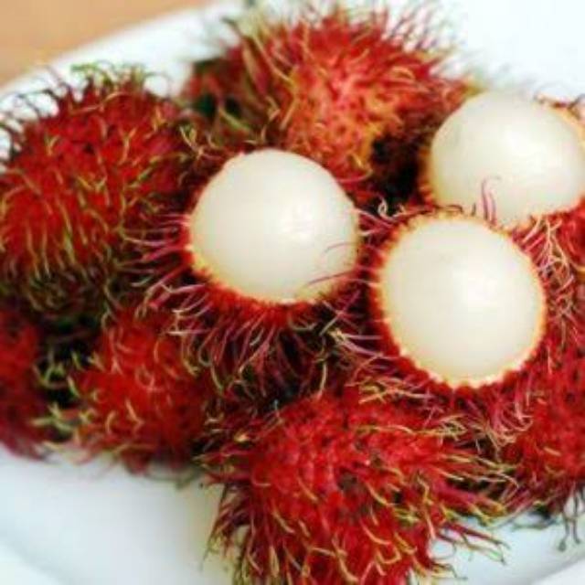 Bibit rambutan binjai&rapiah