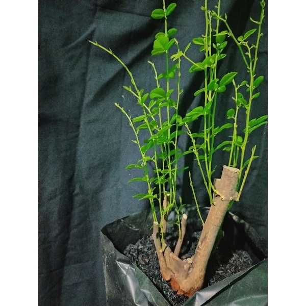 bahan bonsai mame id jeruk kingkit akar keliling