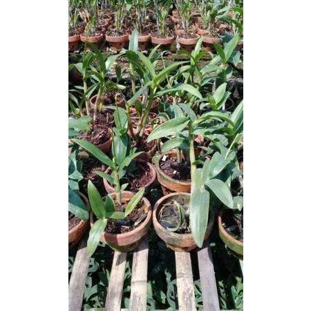 Anggrek Dendrobium Spike