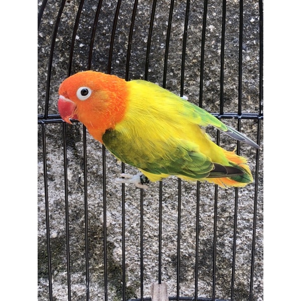 Lovebird Biola Euwing Green