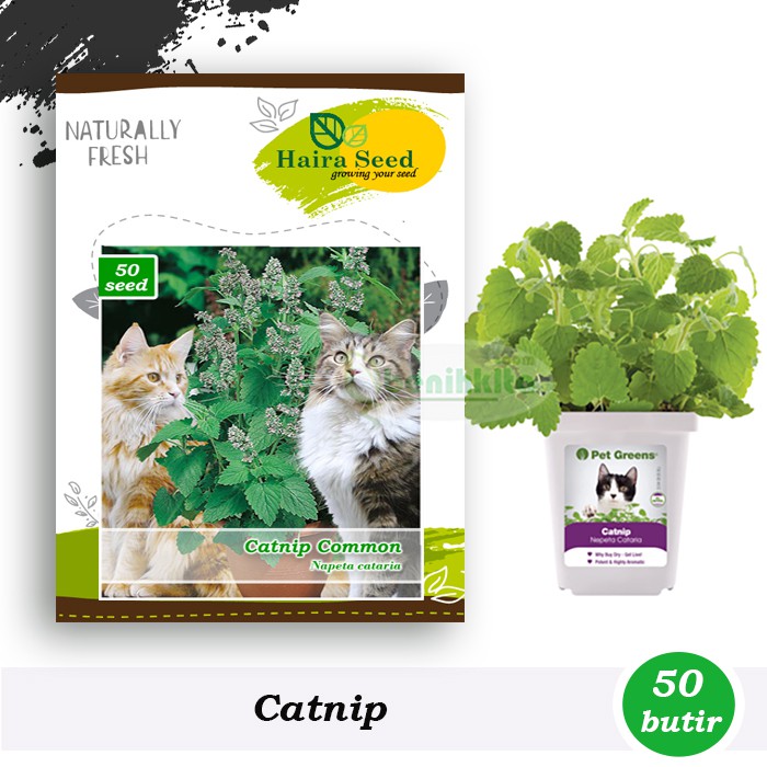 Benih-Bibit Herbs Catnip Common (Haira Seed)