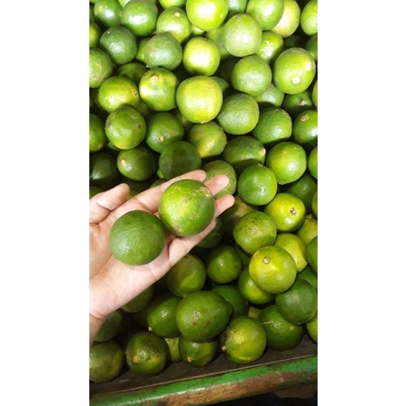 

Jeruk Nipis Segar 500gr