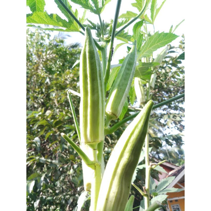 

70 Benih - Biji Okra Hijau