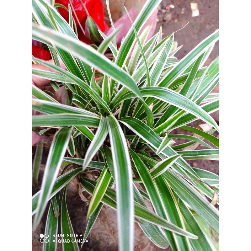Lili Paris (chloropythum comossum) / Lily Paris Kecil