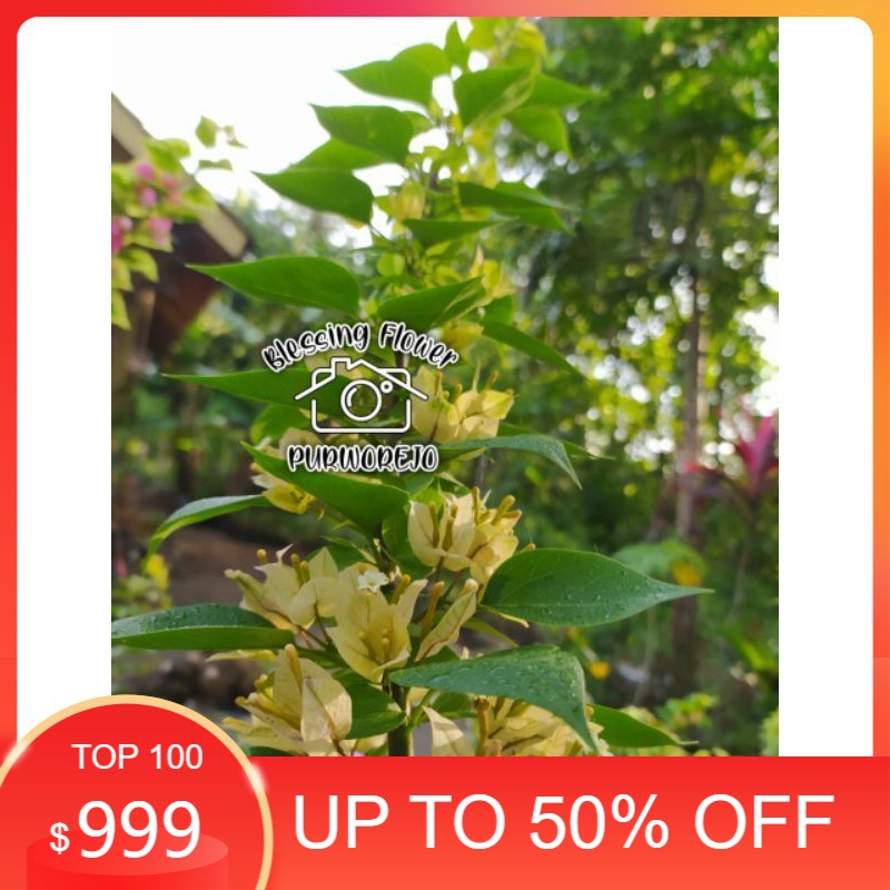 MURAH BANGET Bibit Bougenville Singapur Daun Hijau (bibit) - Bunga Kertas Bugenvil