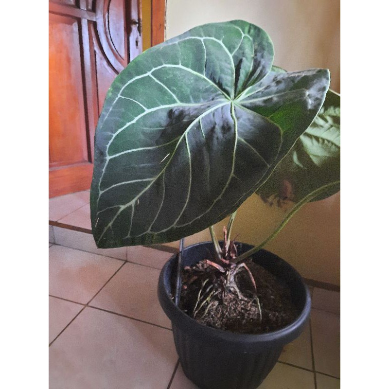 Anthurium Kuping Gajah Jumbo