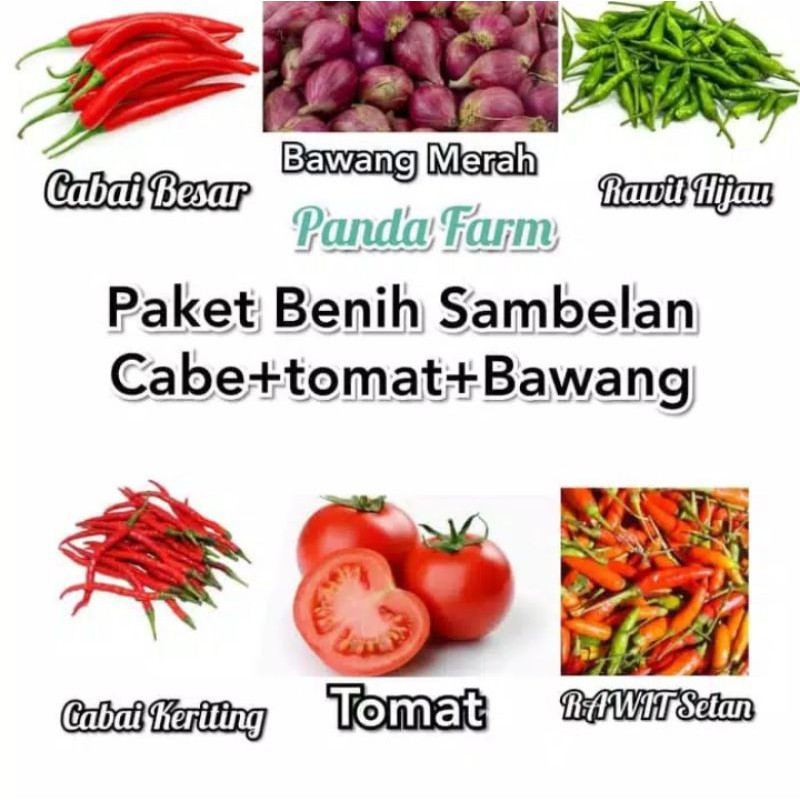 paket benih cabe sambelan aneka cabe+tomat+bawang merah