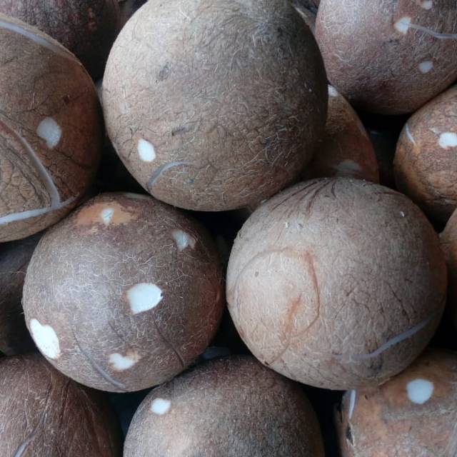 

KELAPA BUTIRAN