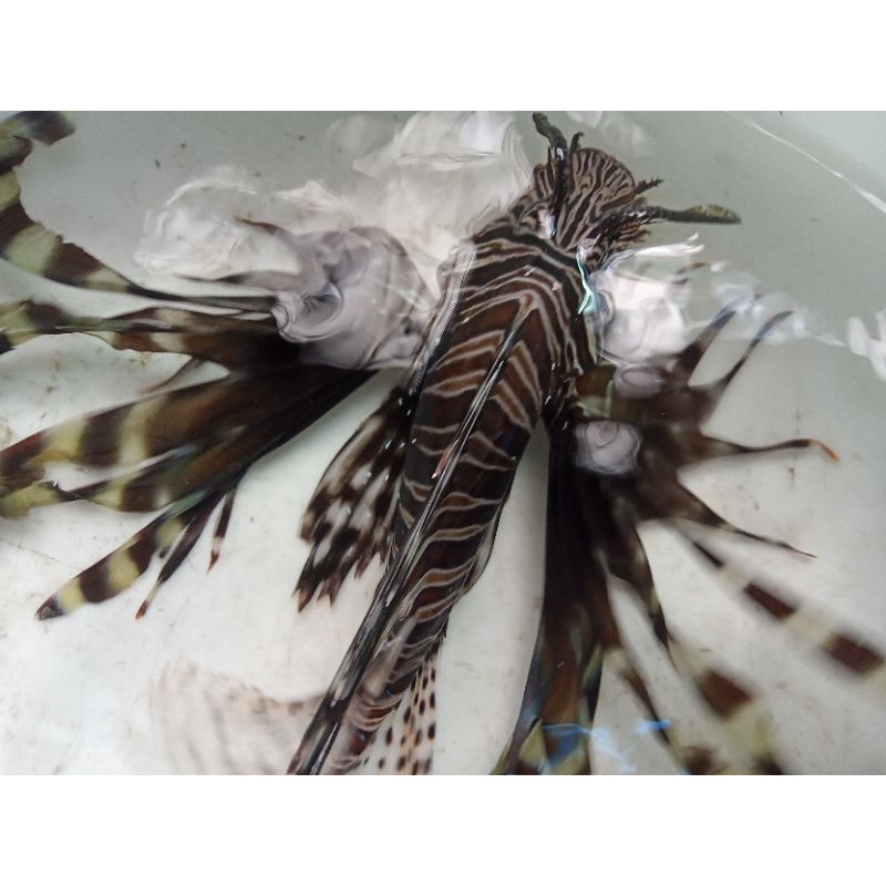 Lionfish Hitam