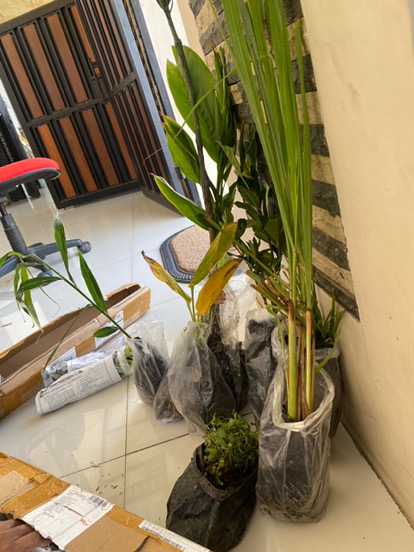 Bibit Tanaman Herbal Serai Bumbu Sere