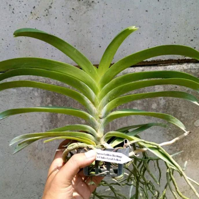 Anggrek Vanda Dewasa Warna Kuning Bunga Besar