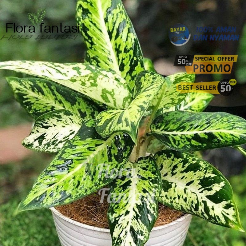 ( BISA COD ) Aglonema Blanceng Sparkle / Tanaman Hias Aglaonema Blanceng Sparkel / Aglonema Murah ( 