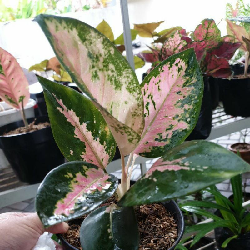 aglonema kochin indukan dikirim dg pot