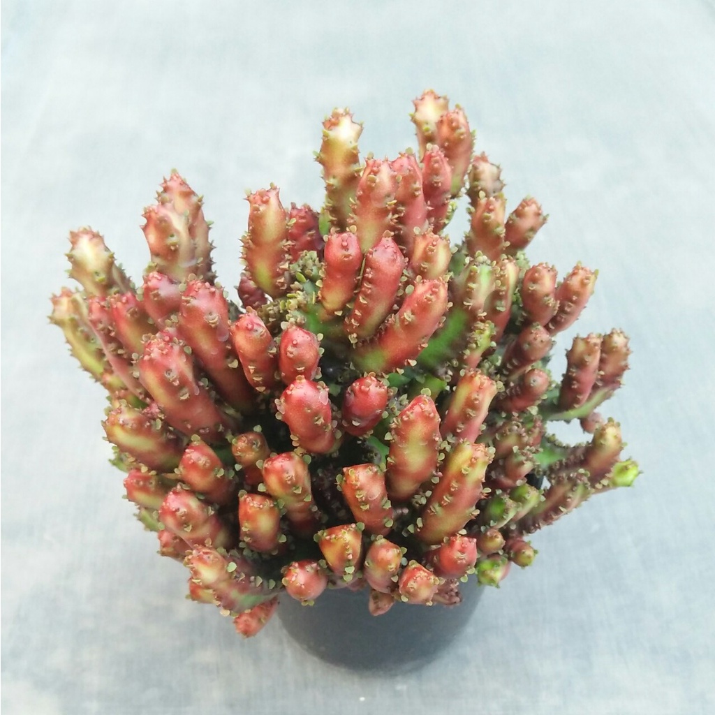 NEW EUPHORBIA LACTEA RED DRAGON MONSTROSE