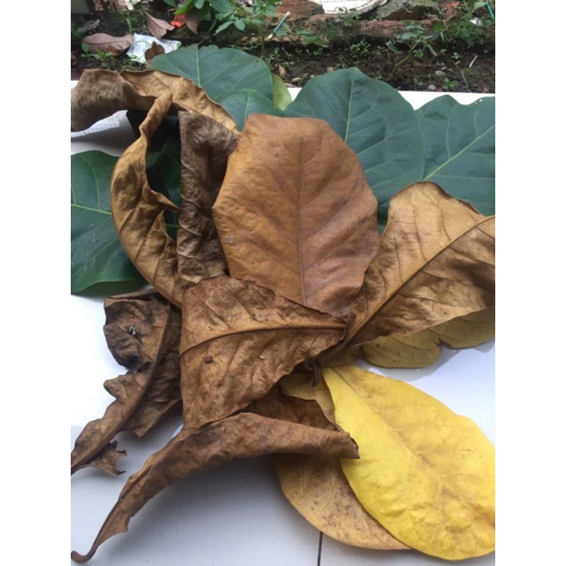 

daun ketapang 100gram