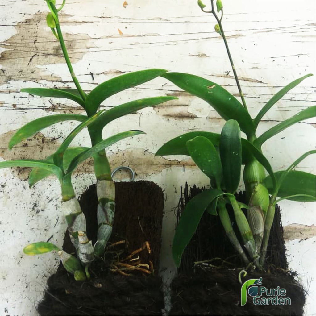 Kawat Gantung Pot Kawat Gantung Pakis Anggrek Awet Tahan Lama PG SBY