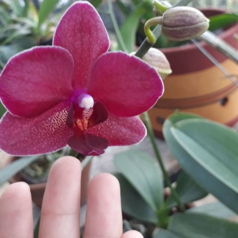 Anggrek bulan Taiwan Mini jenis Koleksi Double Spike dan Knop