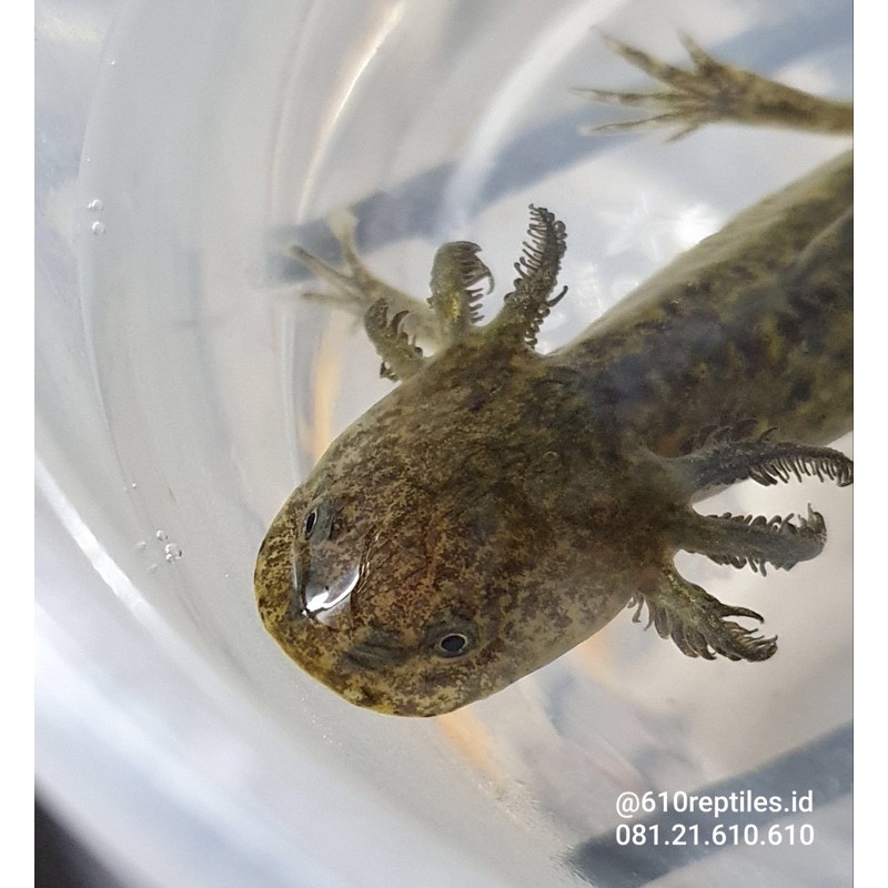 Axolotl Salamander Marble Hitam Uk Kurleb 4 Cm Dan 10 Cm Shopee Indonesia