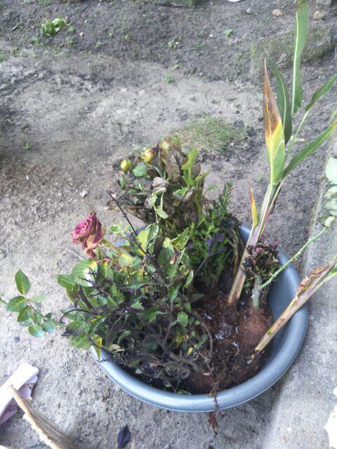 Tanaman Hias Bunga Mona Lavender