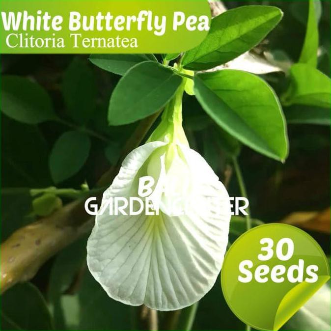 Kualitas Terbaik Benih Biji Bunga Telang Putih White Clitoria