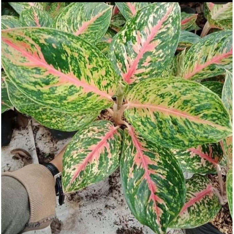 tanaman hias aglonema big papa dewasa