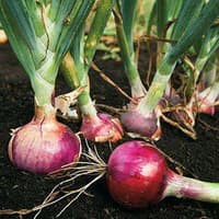 Benih Bibit Biji - Onion Red Burgundy Bawang Bombay Merah Ungu Seeds - IMPORT