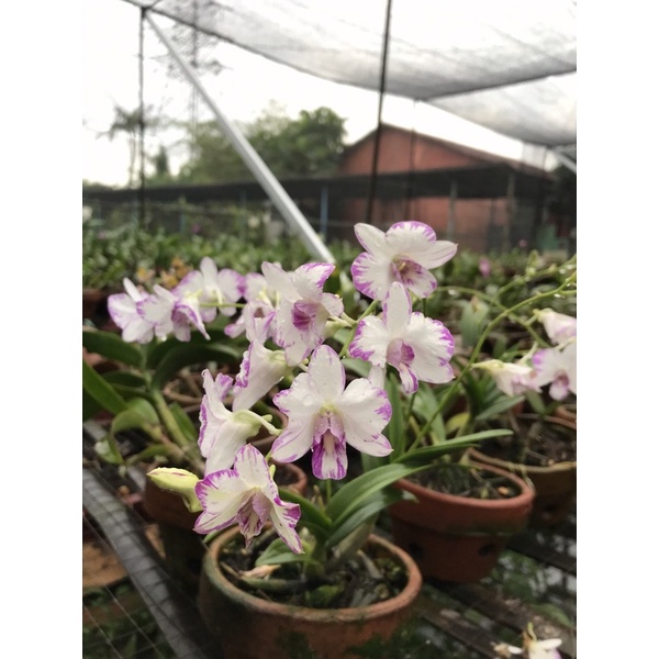 Anggrek Enobi mutasi