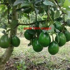 BIBIT ALPUKAT MENTEGA KELUD SAMBUNG PUCUK BIBIT BUAH ALPUKAT MENTEGA KELUD