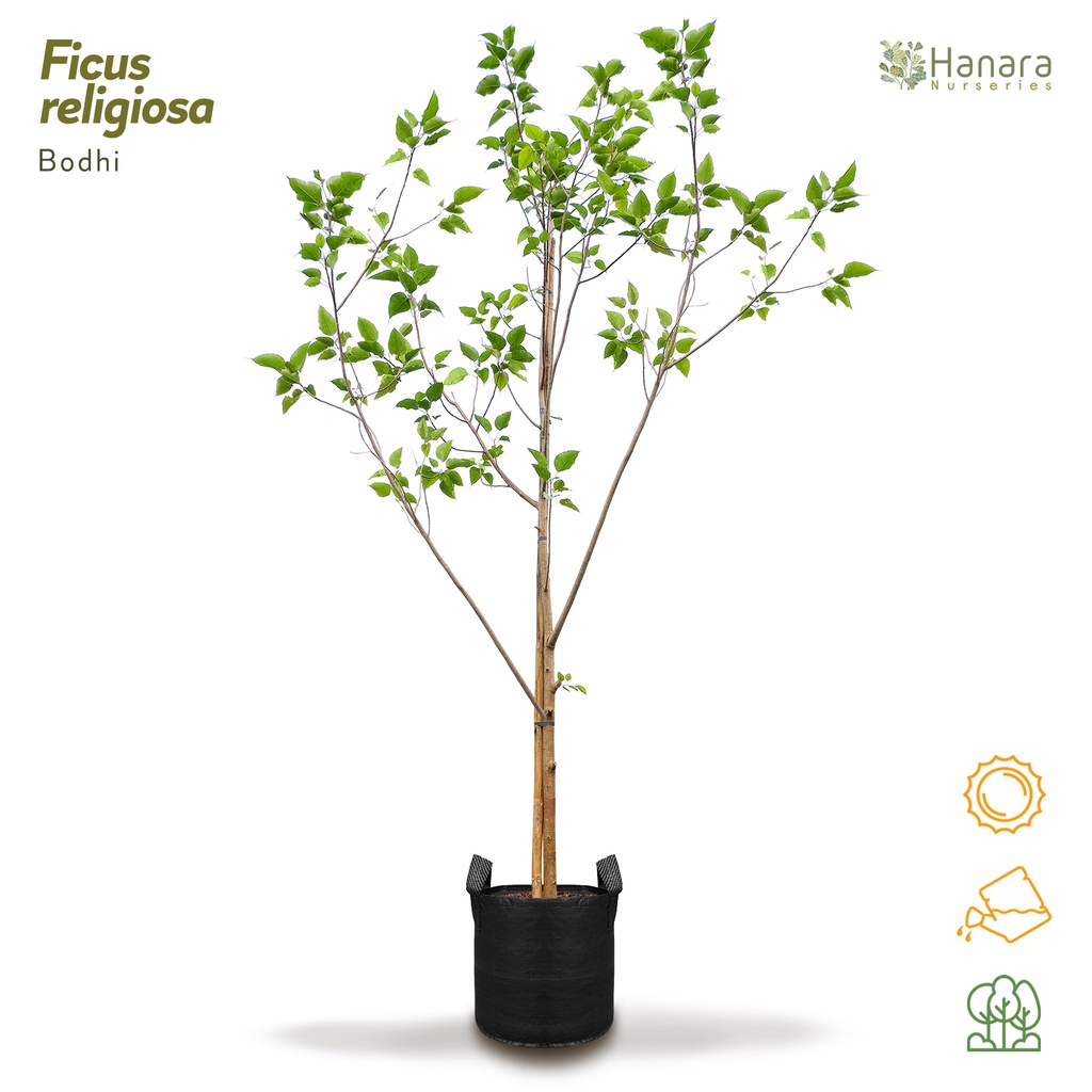 Ficus religiosa - Bodhi - pohon instan/instant tree