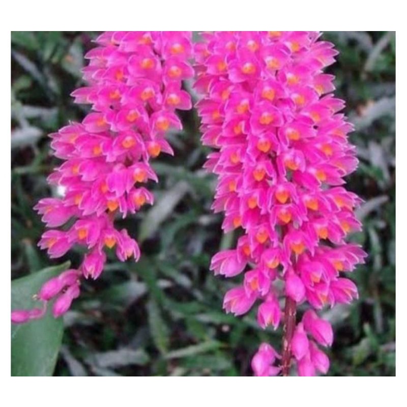 anggrek scundum/anggrek sikat