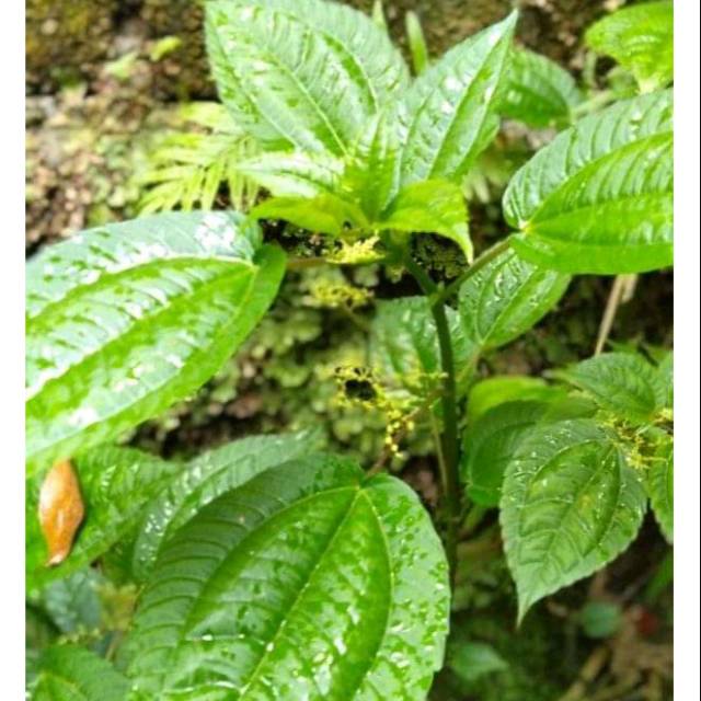 

Daun pohpohan pres(250gram)