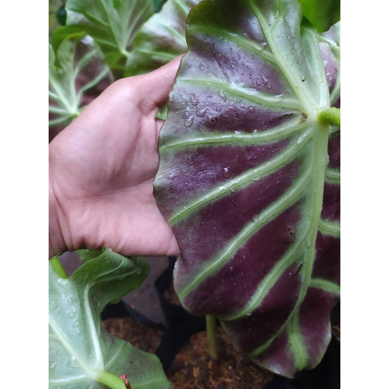 Remusatia Vivipara