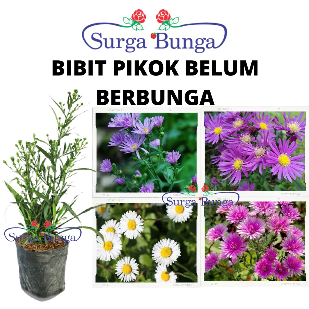 Bibit Bunga Aster Pikok  (Symphyotrichum pilosum)- Tanaman Bunga Hias Hidup