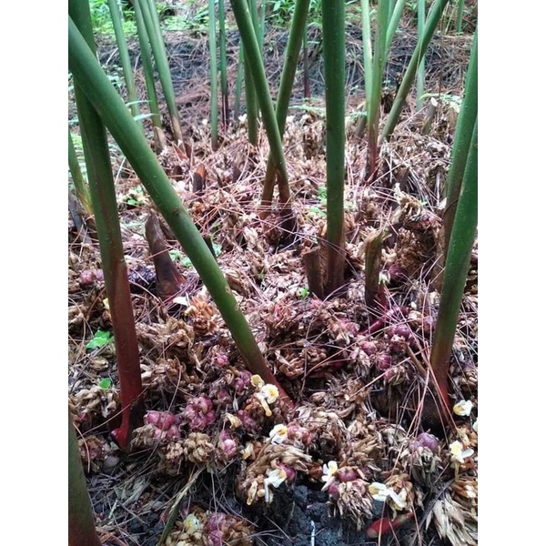 Gratis Bonus - 150 Bibit Benih Kapulaga Jawa Putih