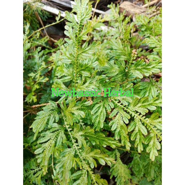 

daun cakar ayam alami herbal 500g