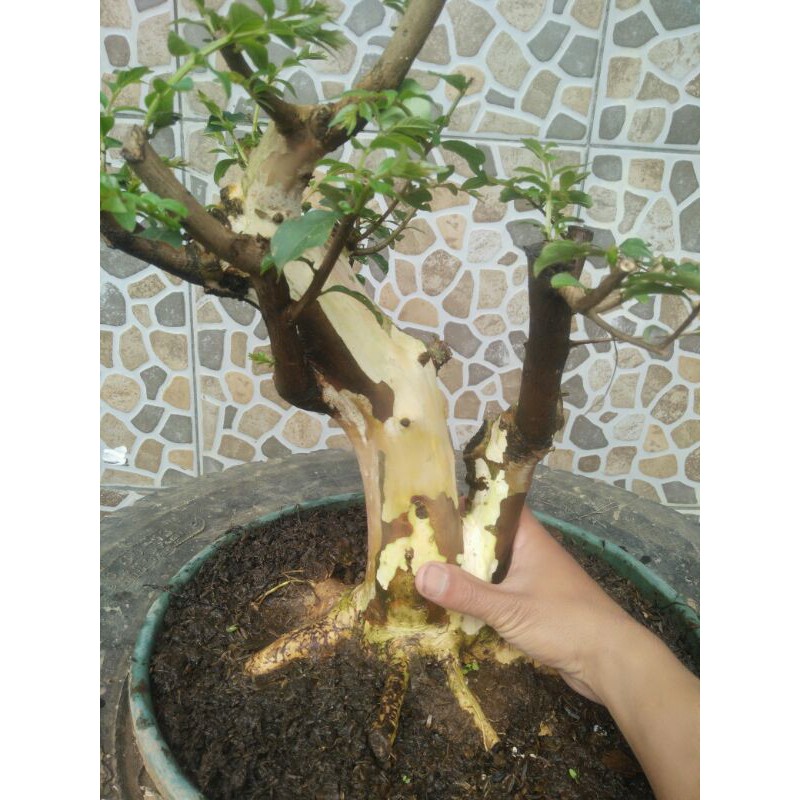Bahan bonsai sakura putih
