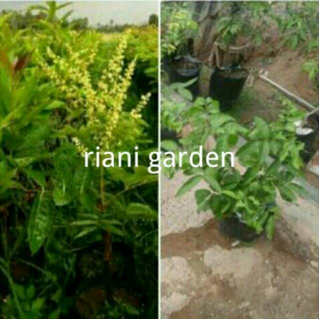 BIBIT KELENGKENG AROMA DURIAN (KONDISI BERBUNGA)